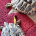 The tortoises that were found abandoned in a cardboard box in Horsham. Picture: RSPCA