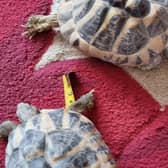 The tortoises that were found abandoned in a cardboard box in Horsham. Picture: RSPCA