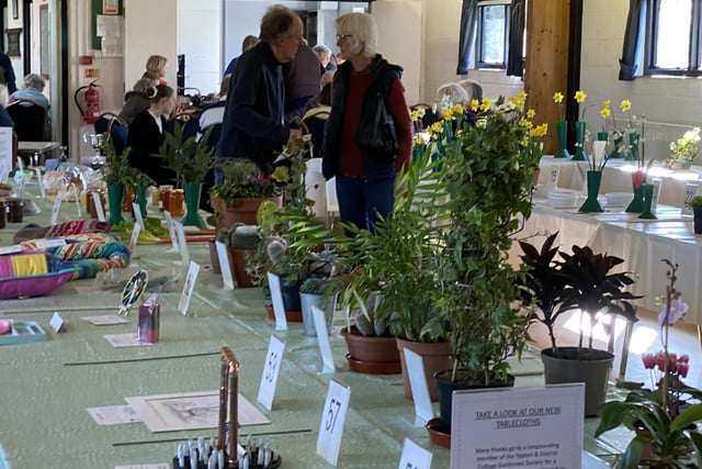 Not the best spring show at  Yapton Cottage Gardeners’ Society by any means, due to the chill and rain of March suppressing the development of garden flowers, but there were still 139 entries from across the schedule.