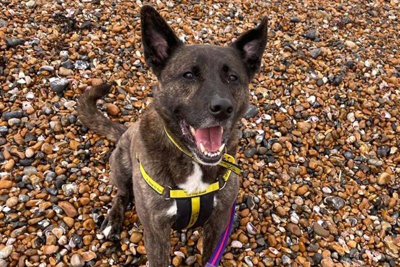 Loveable Lenny has stolen the hearts of all his carers at the Shoreham centre! After spending some quality time with the German Shepherd mix, it won't take long until you’ll have gained a friend for life. Lenny's favourite place for a scratch is around his neck and he will politely ask for some love by leaning into your legs and beaming up at you. The youngest members of his family should be over the age of 18. Whilst Lenny may be able to have walking buddies with other dogs of a calm nature, he is most content with his humans by his side and walks in quieter areas would be preferred. Lenny needs to be the only dog at home, where he can soak up all the love to himself and he is also unable to live with cats, house rabbits, guinea pigs or other small furry pets. A garden of his own to roam about and squeak his toys in is essential.