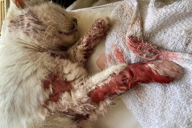 Sussex vets have saved the life of a deaf cat which was attacked by another animal in her own garden. Photo: PDSA