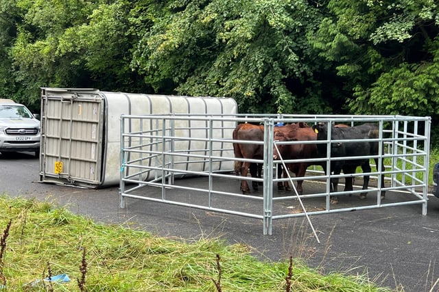 A fence has been erected around the cattle.