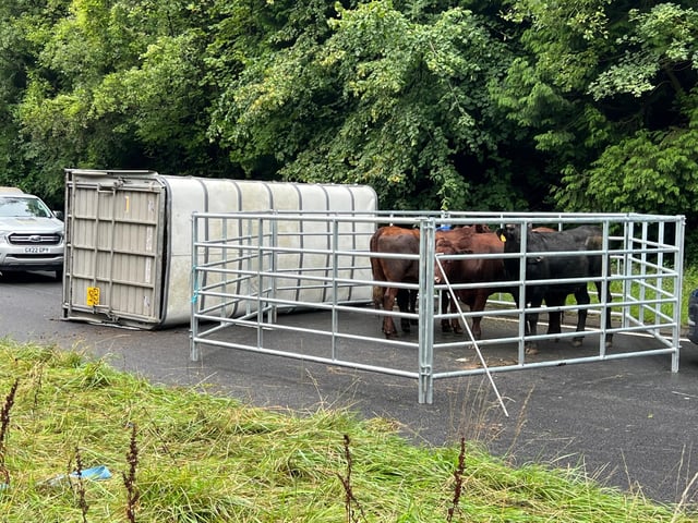 A fence has been erected around the cattle.