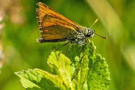 Wildlife in Combe Valley Country Park
