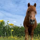 Ginger, a New Forest and Shetland cross standing just 11.2 hands high, just under 4ft, is a finalist in the Agria Horse of a Lifetime category at the annual Horse & Hound Awards. Picture: Agria