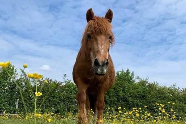 Ginger, a New Forest and Shetland cross standing just 11.2 hands high, just under 4ft, is a finalist in the Agria Horse of a Lifetime category at the annual Horse & Hound Awards. Picture: Agria
