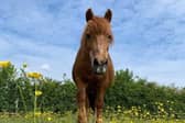 Ginger, a New Forest and Shetland cross standing just 11.2 hands high, just under 4ft, is a finalist in the Agria Horse of a Lifetime category at the annual Horse & Hound Awards. Picture: Agria