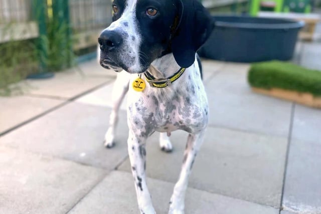Wilson is a seven-year-old Pointer with a friendly and loveable nature. He can be a little shy when first meeting new friends, but Dogs Trust Shoreham said once he knows you well he is an interactive chap who loves to be by your side. He is unable to live with any other pets and he would best be suited to a home where the youngest members of his family are aged at least 16. A garden of his own is essential.