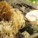 Rare mushroom, Candelabra Coral, has been found in Sussex 2026 (Image: contributed)