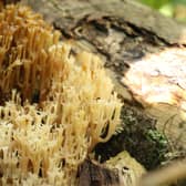 Rare mushroom, Candelabra Coral, has been found in Sussex 2026 (Image: contributed)