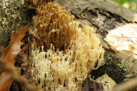 Rare mushroom, Candelabra Coral, has been found in Sussex 2026 (Image: contributed)