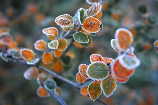 Frosty plants and trees in Sussex. Pic S Robards SR2212081