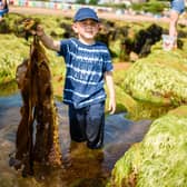 Young boy holding a large amount of seaweed.
