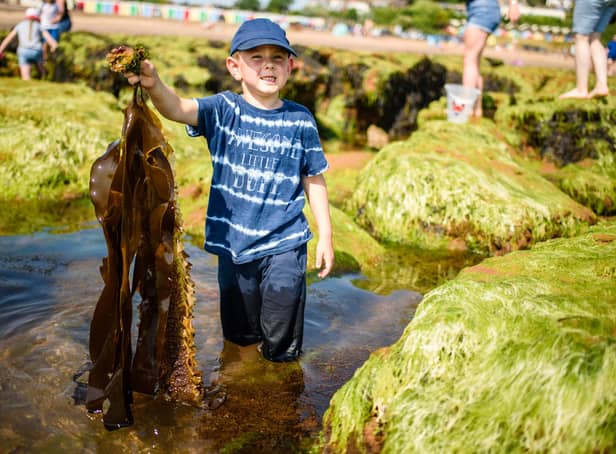 Young boy holding a large amount of seaweed.