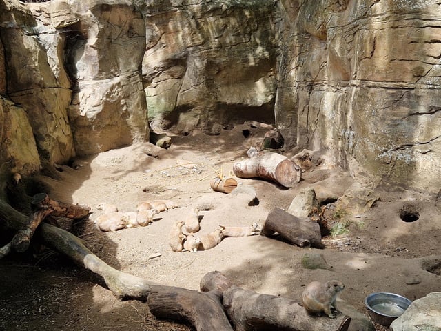 Drusillas offers animals, rides, play areas and more for families from Sussex and beyond
