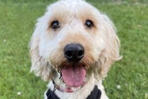 Cindy is a sweet girl who likes to sit on your lap for cuddles once she knows and trusts you but she can be very worried to begin with. She is learning to walk on the lead and is doing well Cindy will need some training and help to build her confidence as she has not experienced much in her previous home. Cindy has never lived on her own and would like another resident male dog for companionship. She is looking for an adult only, experienced home and will need her own garden. Cindy is a new arrival so more information will follow as she is assessed further.