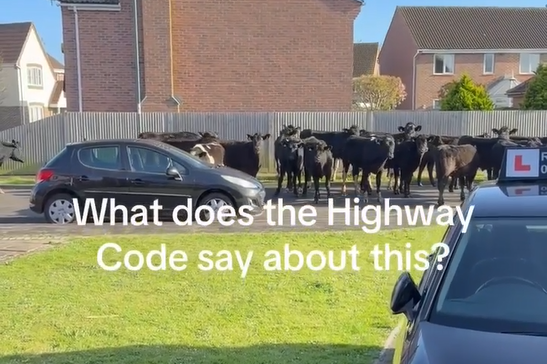 A herd of cows took a stroll down a residential road in Middleton-on-Sea – prompting an unusual call-out for police officers.