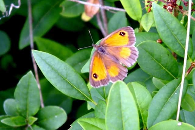 The gatekeeper or hedge brown is a European species of butterfly. Picture: Peter Dale