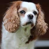 A King Charles spaniel dog competition is among the fun events being lined up in Horsham to celebrate the coronation next month