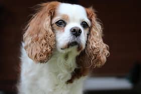 A King Charles spaniel dog competition is among the fun events being lined up in Horsham to celebrate the coronation next month