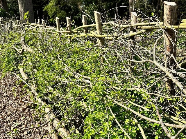 The grounds team from Haywards Heath Town Council used traditional hedge laying techniques at the wildlife nature walk near Haywards Heath Cemetery this spring