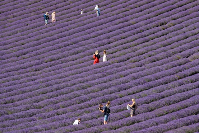 Visitors flocked to see the stunning lavender fields.
