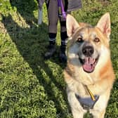 Meet Gibson – a charismatic German Shepherd cross who is looking for a family who can offer him a lifetime of adventure.