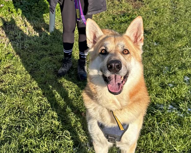 Meet Gibson – a charismatic German Shepherd cross who is looking for a family who can offer him a lifetime of adventure.