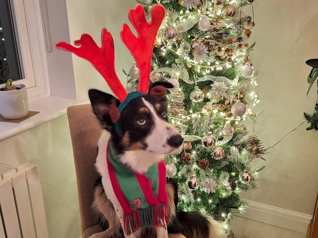 Patricia Golds shared this photo of Buddy the Border Collie getting in the Christmas spirit.