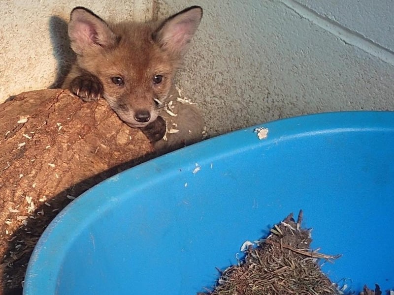 Fox cub