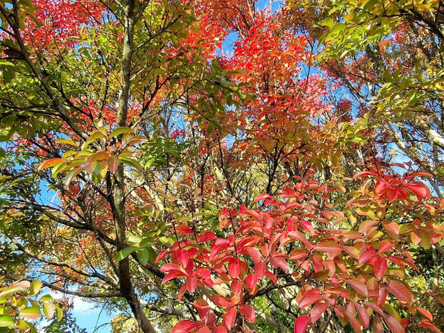Borde Hill Halloween event and autumn colour. HR26111901 Pic Hollie Robards/Iconic Media Group
