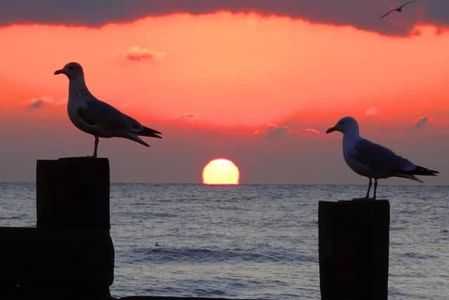 Hastings sunset with seagulls