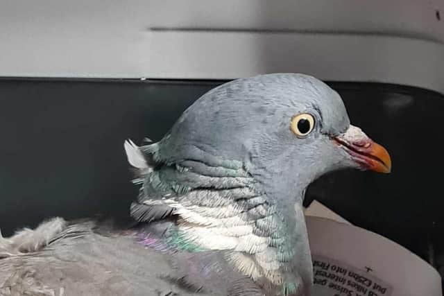 Pigeon sustained an injury to the back of his neck. Requiring surgery and antibiotics
