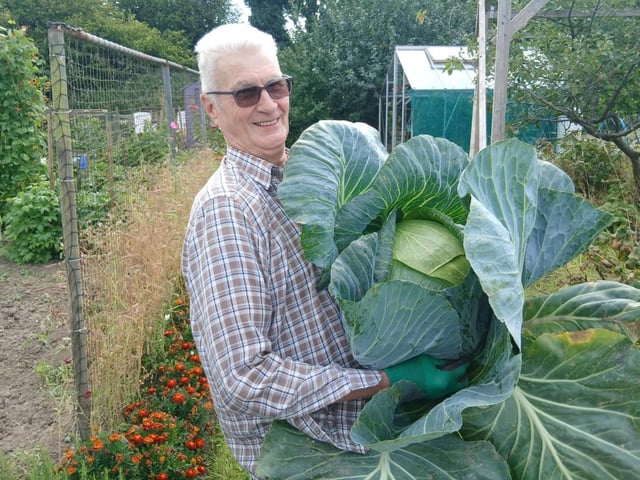 Bill Cable with one of his giant cabbages
