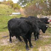 Cattle breeder Frances Sedgwick with her Dexter cattle on the Steyning Downland Scheme
