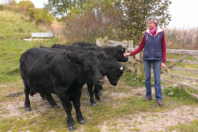 Cattle breeder Frances Sedgwick with her Dexter cattle on the Steyning Downland Scheme
