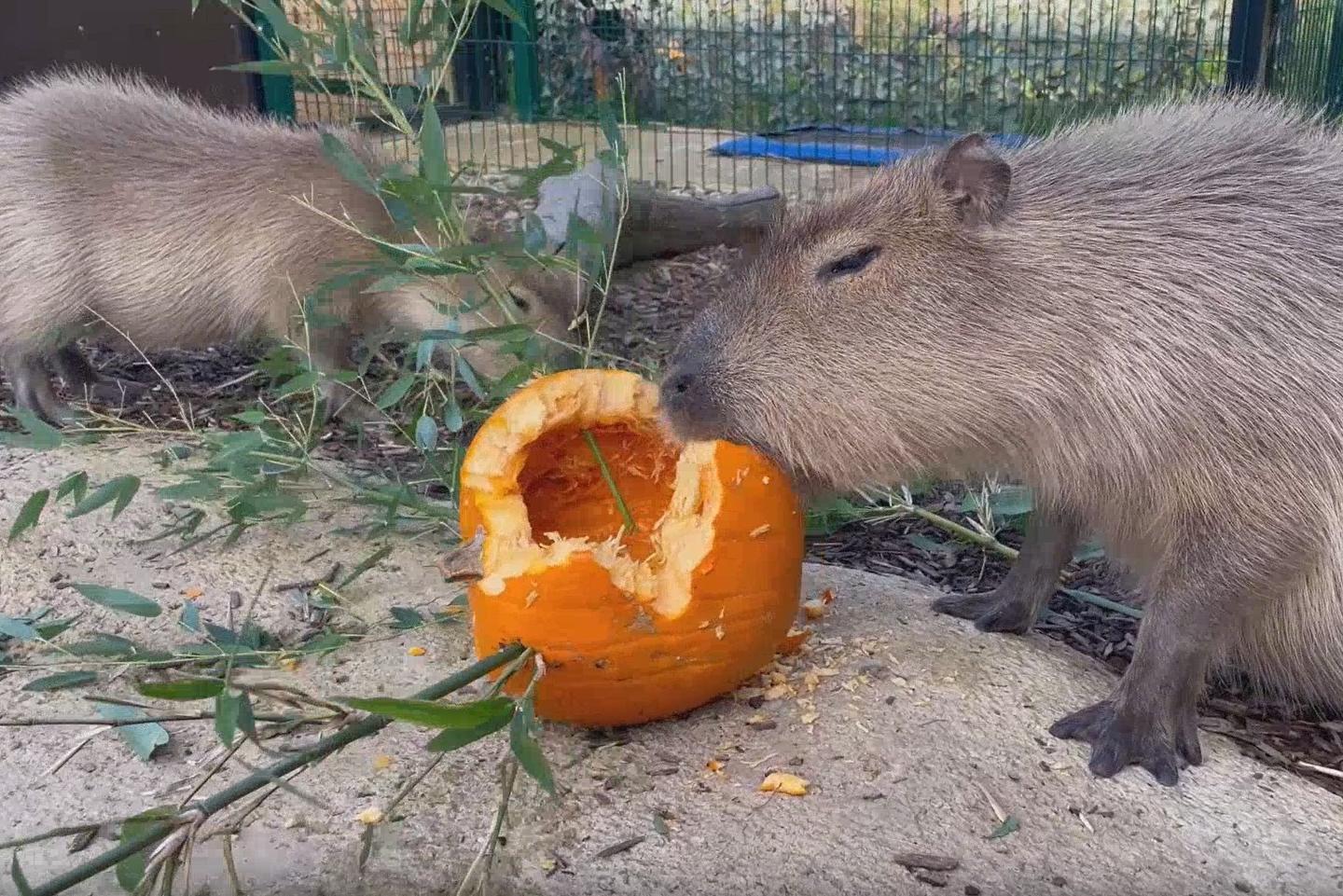 Capybara sisters get into the Halloween spirit at Knockhatch Adventure Park
