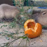 Capybaras enjoying some pumpkin. Photo: Knockhatch Adventure Park