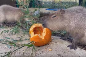 Capybaras enjoying some pumpkin. Photo: Knockhatch Adventure Park