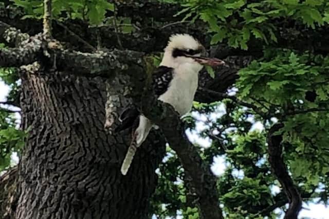 David and Emma Jackson spotted a kookaburra in Burgess Hill on Tuesday, May 11. Picture