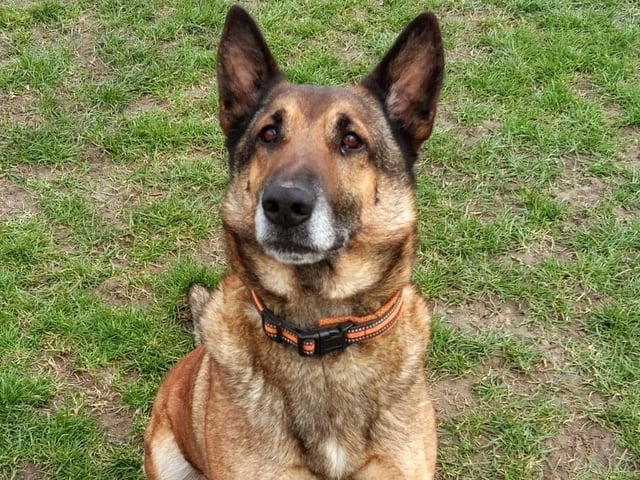 Nova was originally an unclaimed stray, so very little is known about her background, Wadars said. The charity believes she is around four years of age. Since being in the care of Wadars, Nova he has shown herself to be a polite and well-mannered girl who loves cuddles and isn’t bothered by other dogs. Nova is an easy-going girl who would suit an active home. The charity said she 'should be fine living with older children'.