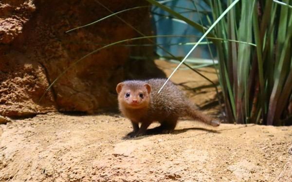 The new animals at Drusillas Park in East Sussex