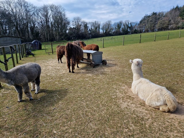 Peta and Bruce Ives believe they were the first people in the world to offer alpaca walking to the public