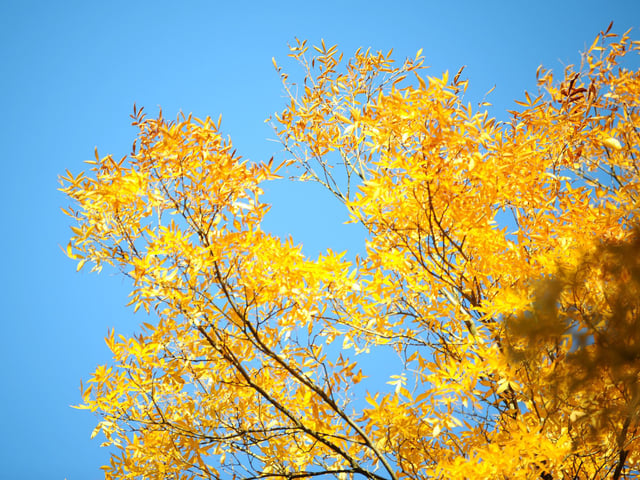 Vivid autumn colour at Sheffield Park and Garden. HR26102605 Pic Hollie Robards/Iconic Media Group