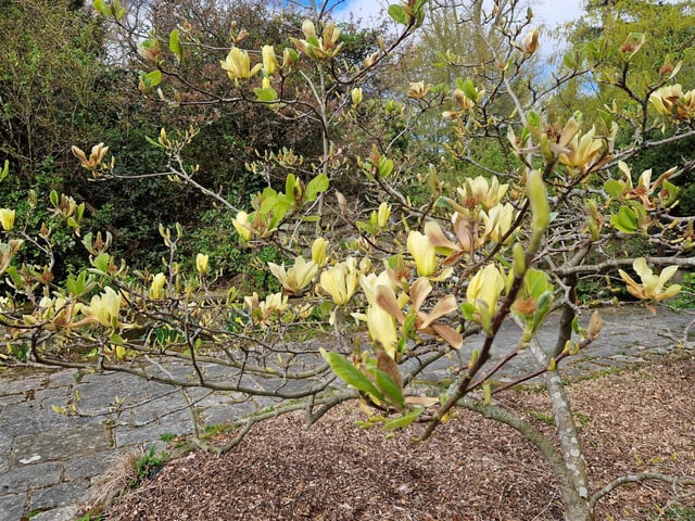 Magnolia