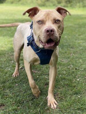 Dwayne is a friendly, bouncy boy who loves people and wants to say hello to everyone he meets! Dwayne has grown up in kennels so can be quite worried out and about in the big wide world. He is already improving and learning how to walk nicely on the lead and become less concerned about his surroundings. Dwayne is not housetrained and will need his own garden to help with this. He is friendly and sociable with other dogs but can be a bit exuberant with them initially. He soon calms down and enjoys their company on walks. He could live a larger female dog in his new home who can cope with his energy levels. Dwayne is looking for an experienced home with someone who has the time to put into his training.