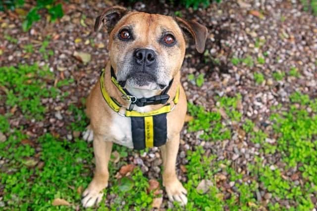 Senior Staffie Cooper is seeking a special home to call his own.