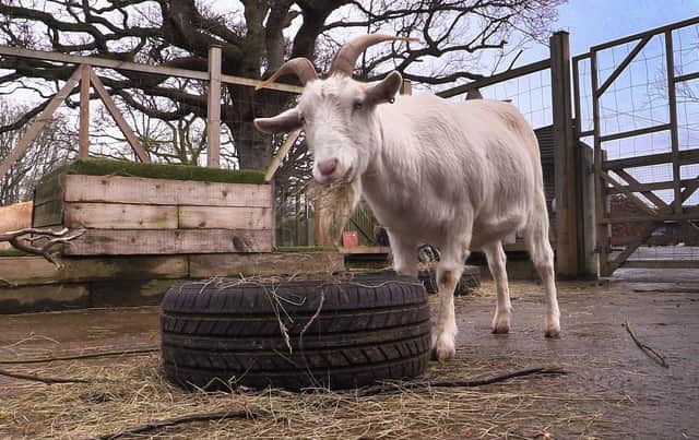 Ludwig the goat, who is looking for a home.