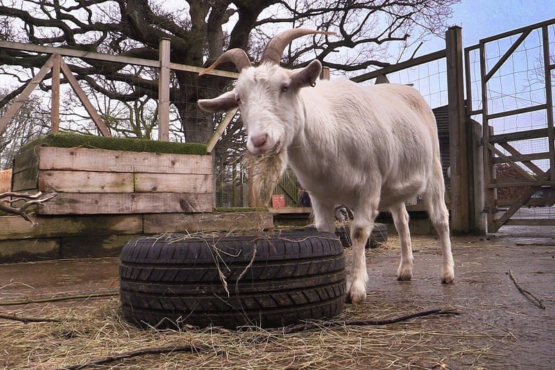 Ludwig the goat, who is looking for a home.