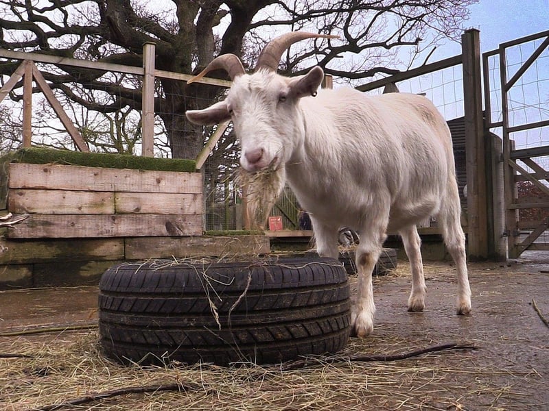 Ludwig the goat, who is looking for a home.